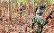 naxal