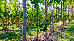 Agroforestry