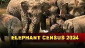 The Odisha government began the elephant census today in Athgarh to evaluate both the resident elephant population and the transient elephants that frequently migrate from neighboring states like Jharkhand and Chhattisgarh.