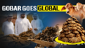  In a remarkable twist to traditional agriculture, India’s cow dung exports have soared to Rs 400 Cr in the financial year 2023–24, positioning the humble by-product as a high-value commodity in the global market.