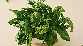 Chewing basil leaves (Tulsi) may offer some indirect benefits for reducing uric acid levels