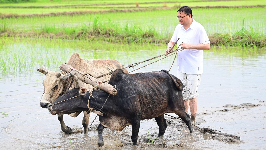  In the Nagra Terai region of Khatima, Uttarakhand Chief Minister Pushkar Singh Dhami on Saturday planted paddy in his own field, paying heartfelt tribute to the hard work, dedication, and sacrifice of farmers.