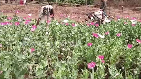 Acre-sprawled opium farming destroyed in Odisha’s Mayurbhanj
