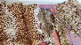 Leopard hides, pangolin scales seized: Six held in Ganjam