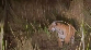 Odisha forest dept installs 5 AI-based cameras in Similipal Tiger Reserve for prompt reporting of wildfire