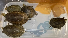 48 vipers, 5 Thai-turtles seized from passenger in Mumbai Int. Airport