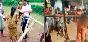 Yet another couple yoked as bullock in Odisha for blind love 