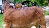 LSD infection: 251.63 lakh animals vaccinated in Odisha 