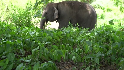 Local residents alerted Forest Department officials as the elephant's condition deteriorated.