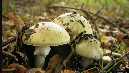 According to local sources, the family had harvested mushrooms from their field on Monday and consumed them after cooking. Soon after the meal, all eight individuals began experiencing severe symptoms, including vomiting and nausea