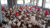 Reports of sudden poultry deaths had been pouring in from Beguniapada, Tarada, Shisuapada, Singhbrahmapur, and Badaankula over the past few days. The outbreak revived fears of a recurrence, as Delang had witnessed a similar bird flu episode just last year