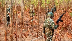 Four hardcore Maoists gunned down in encounter near Maharashtra-Chhattisgarh border