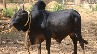 Odisha: Man killed after being attacked by bull in Bhadrak