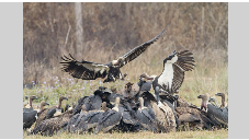 Vultures