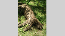 Leopard killed