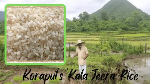 The aromatic and nutrition-rich Koraput Kalajeera Rice is slated to be a key ingredient in the Mahaprasad offerings at Srimandir in Puri. 