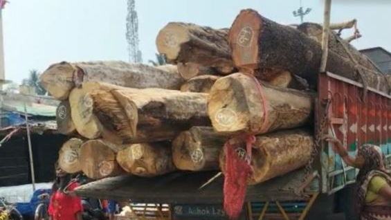 The first lot of logs for the construction of three chariots for Lord Jagannath’s annual Rath Yatra in Puri left Dasapalla in Nayagarh district.