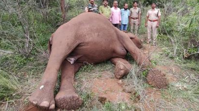 An elephant died after swallowing a crude bomb in the Bharatpur jungle on the outskirts of Bhubaneswar on Tuesday