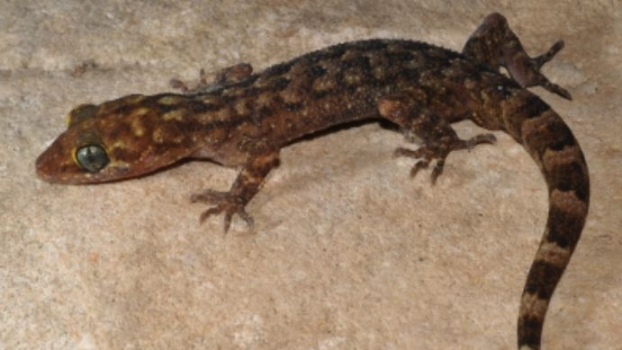As many as 11 students of a school were taken ill after eating mid-day meal allegedly contaminated with a dead lizard on Saturday