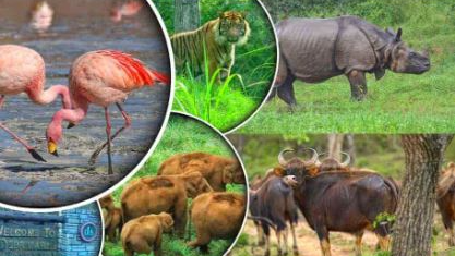 Attention all visitors to Bhubaneswar! Before you snap a selfie or capture a photograph with a wild animal, whether in captivity or in its natural habitat, it's time to reconsider
