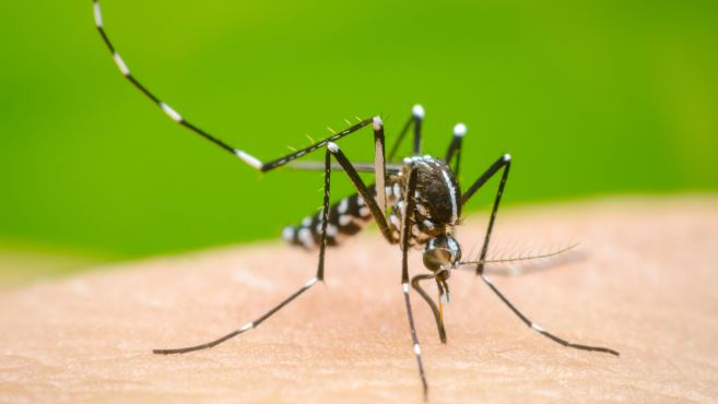 Dengue fever is a serious illness transmitted by the Aedes mosquito, which thrives in areas with stagnant water.