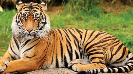 International Tiger Day, also known as Global Tiger Day, is celebrated annually on July 29th.