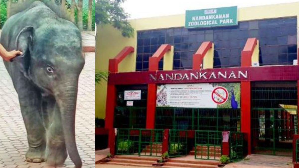  A 17-month-old elephant named "Abhi" at Nandankanan Zoological Park in Bhubaneswar has tested positive for the herpes virus, raising concerns among the zoo authorities. 