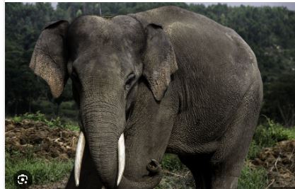 A 17-months baby elephant - Abhi, who had been receiving treatment for Elephant Endotheliotropic Herpesvirus (EEHV), tragically passed away at Nandankanan Zoo on Thursday around 12:30 PM.