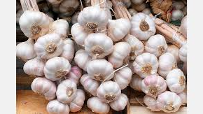 Garlic