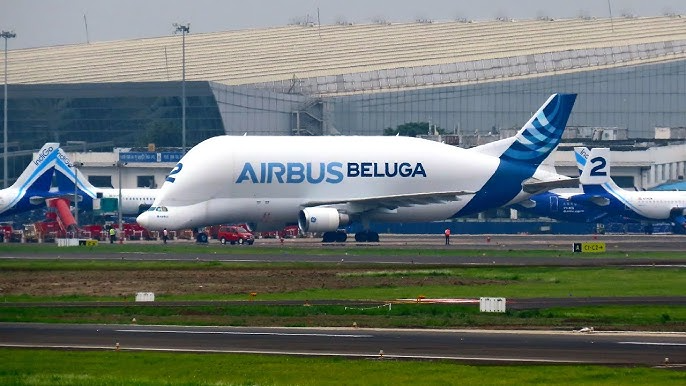 Beluga