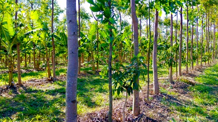 Agroforestry