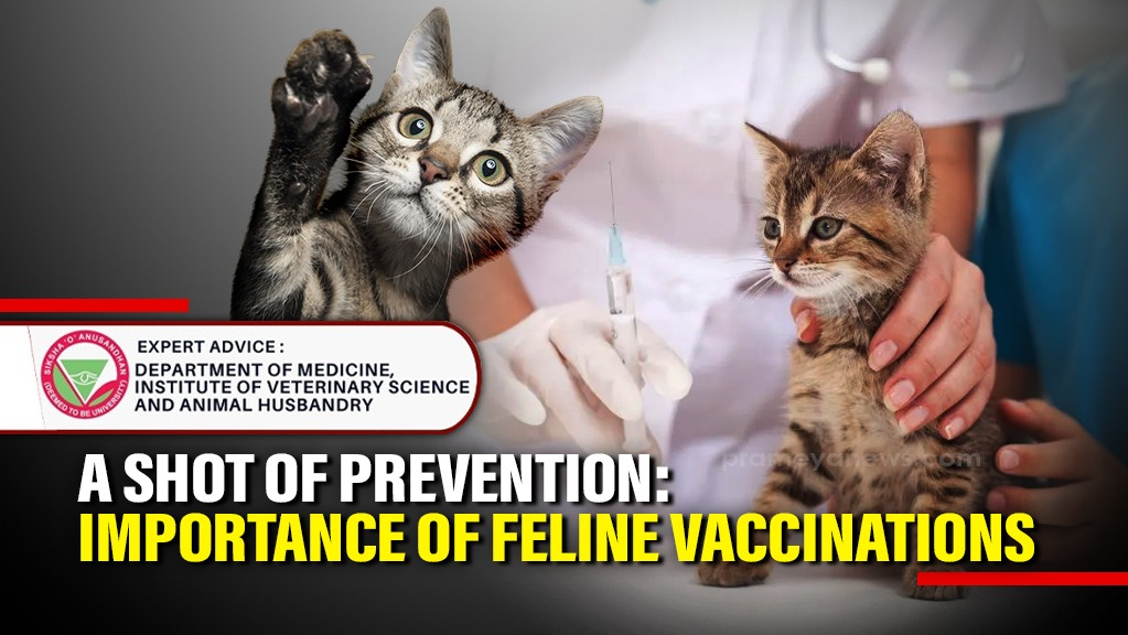 Cat vaccination