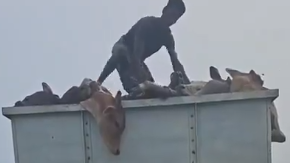 In the video, the activist is seen confronting a group of individuals transporting cows in a vehicle. He alleges that the animals were being taken for illegal slaughter