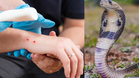 Recent monsoon data shows fatalities from snakebites surged dramatically—from 305 deaths in 2016 to over 1,000 in 2023—now exceeding disaster-related casualties like lightning and flooding.