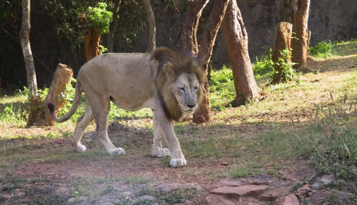 Zoological Park in Odisha