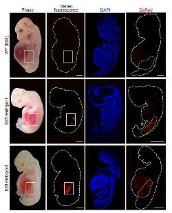 human-like kidneys in grown pigs
