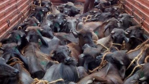 Disturbing case of animal cruelty! Miscreants brutally attack stray dog with sword in Odisha