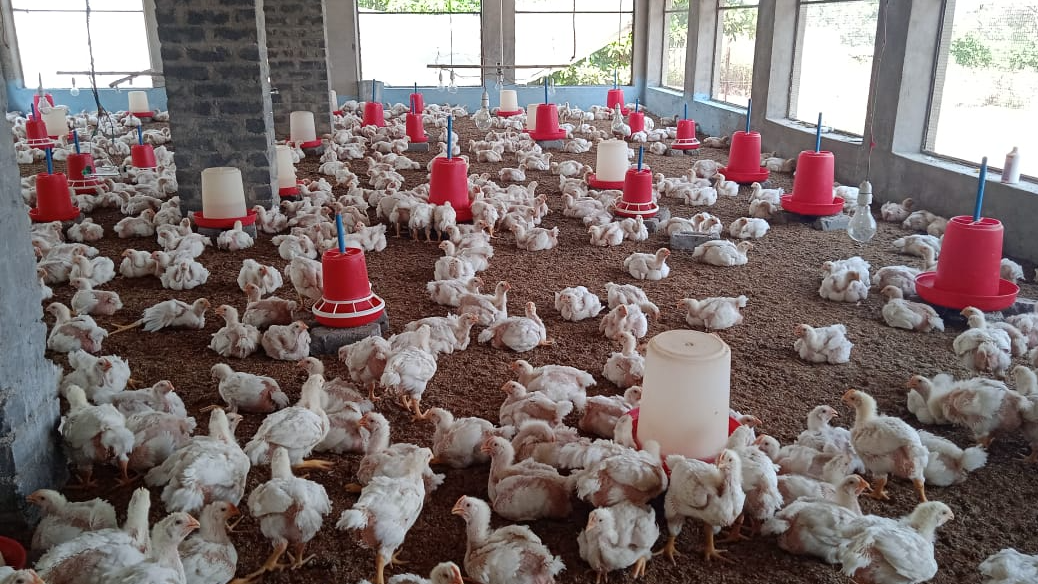 Poultry