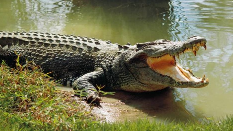 Crocodile