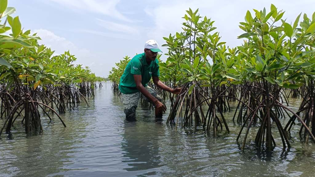 Mangrove