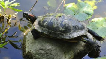 The Pilibhit Tiger Reserve (PTR) in Uttar Pradesh has launched a 'five-year-plan' to safeguard turtles, conduct species identification and estimate their populations, both within and outside the reserve.