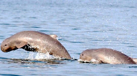 Chilika, the largest brackish water lagoon of Asia, is home to around 155-165 Irrawaddy dolphins, according to the fifth Flora and Fauna survey is currently facing a serious threat to its survival.