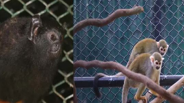 In good news for animal lovers, Nandankanan Zoological Park (NZP) on the outskirts of Bhubaneswar has welcomed four new guests Golden-Handed Tamarin And Squirrel Monkeys.