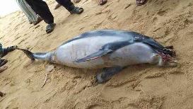 A dead dolphin washed ashore on Konark’s Chandrabhaga beach in Odisha’s Puri district on Monday.