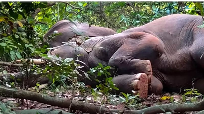At least two elephants died after coming in contact with an 11 KV wire in a forest near Jagannathpur village under the Pampsar range of Satokosia wildlife division in Angul. 