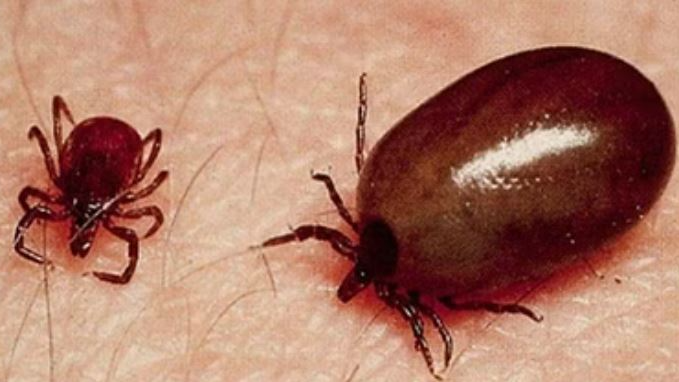 At least one more Scrub Typhus cases were detected in Odisha’s Sundergarh district in the last 24 hours