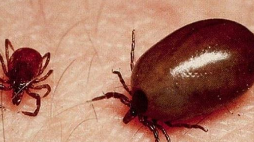 At least six more Scrub Typhus cases were detected in Odisha’s Sundergarh district in the last 24 hours.