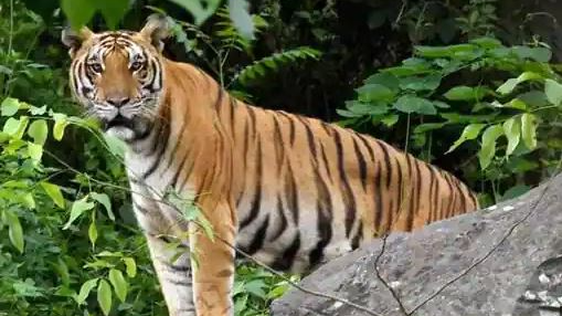 The Tiger census at 18 forest bit under the Telkoi range in Keonjhar district began today.