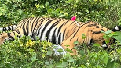 A tigress that is believed to have unleashed terror in the area, was tranquillised and captured by forest officials in the Pilibhit reserve