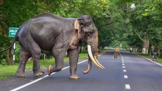  Yet another incident of man-animal conflict has come to fore wherein a man was trampled to death by a elephant at Phulbari Lakhpada in Badagaon Forest Range in Odisha’s Sundargarh district late Wednesday night.